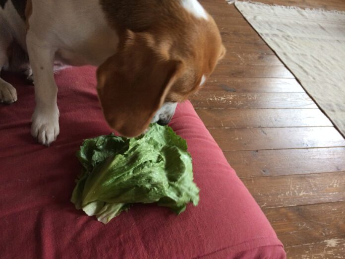 Dogs can eat cabbage, and it has some health benefits.