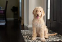 Young yellow and cream labradoodle sitting on a foyer rug looking at the camera