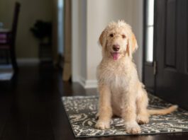 Young yellow and cream labradoodle sitting on a foyer rug looking at the camera