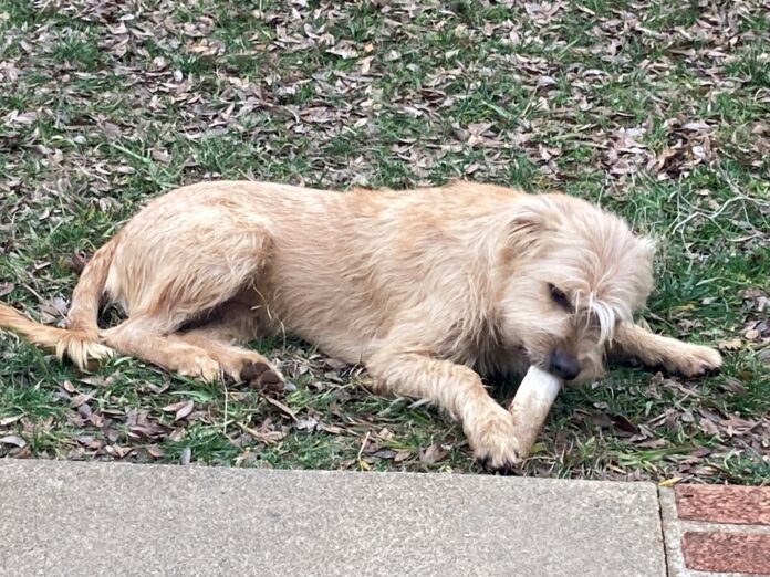 dog chewing bone