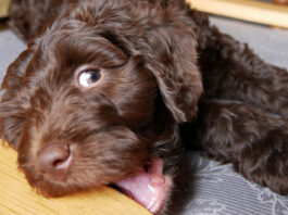 dog chewing furniture