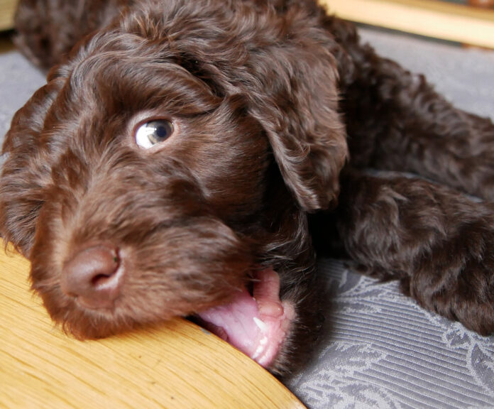 dog chewing furniture