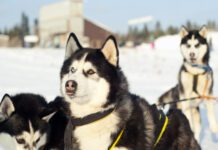 dog with snow nose