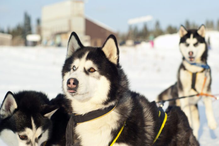 dog with snow nose