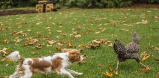 dog chasing chicken