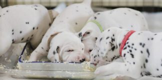 dogs eating scrambled eggs