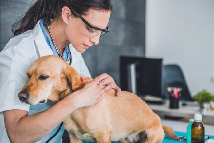 vet checking for moles on dog