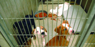 dogs in shelter