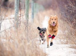 dogs wearing shoes running outside