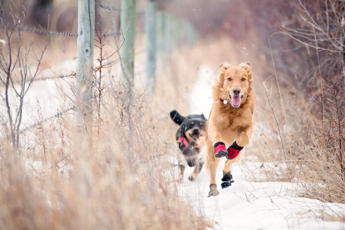 dogs wearing shoes running outside