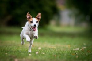 signs of happiness in dogs