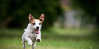 signs of happiness in dogs