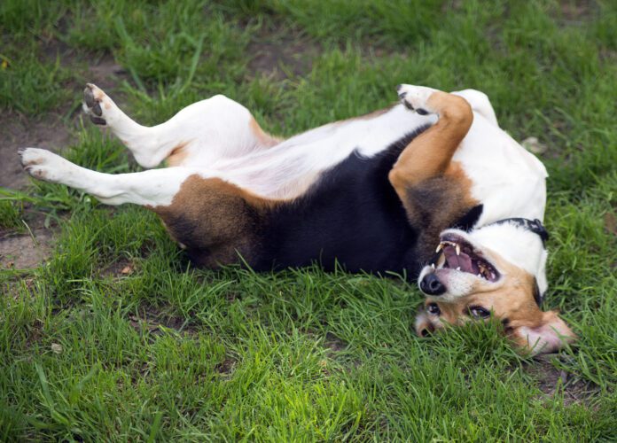 dog rolling in grass