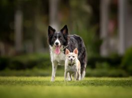 Chihuahua standing in front of Border Collie