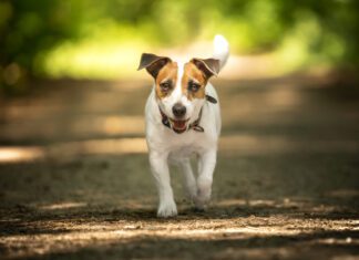 jack russell with button ears
