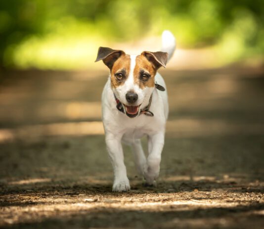 jack russell with button ears