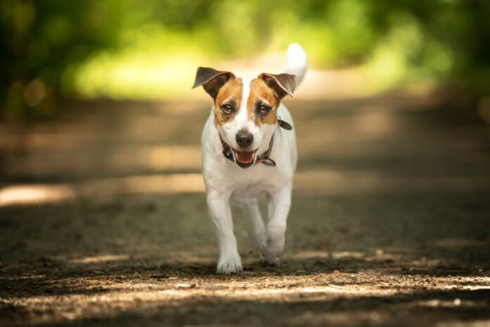 jack russell with button ears