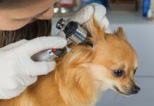 Veterinarian doctor examining a pritty dog