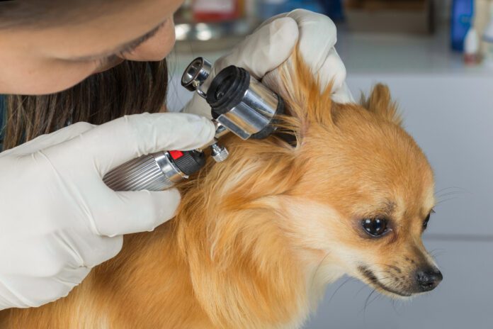 Veterinarian doctor examining a pritty dog