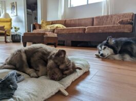The Struggle Is Real: Puppies Abound husky puppy and mom