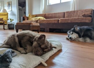husky puppy and mom