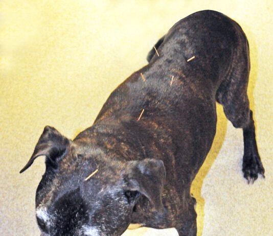 senior dog receiving acupuncture