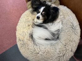 dog in donut dog bed