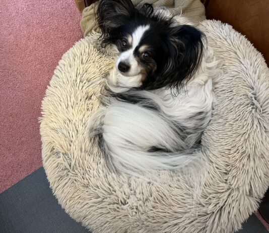 dog in donut dog bed