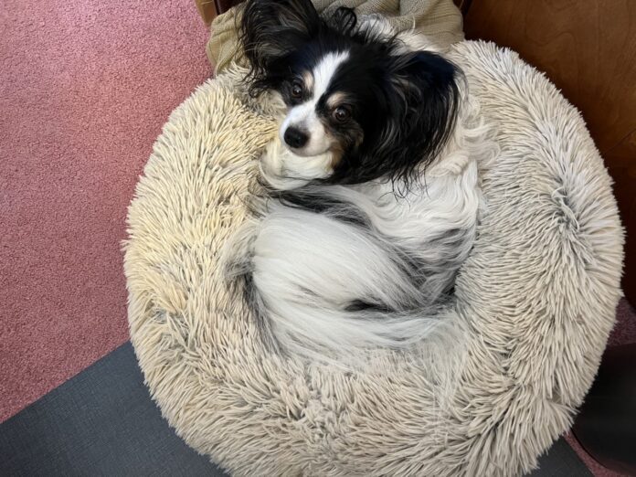 dog in donut dog bed