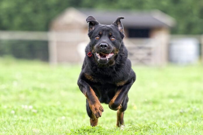 loose off leash dog