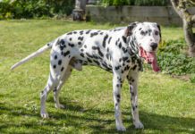 dog panting with tongue out