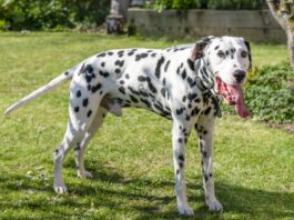 Pedialyte for Dogs dog panting with tongue out