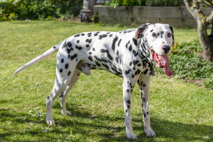 dog panting with tongue out