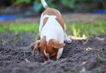 dog digging in yard burying a bone