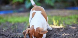 dog digging in yard burying a bone