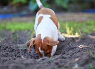 dog digging in yard burying a bone