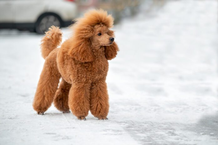 poodle hair