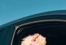 A Side View Of A Happy French Poodle Mini Puppy Dog With Hair Clips Looking Out Of A Car Window