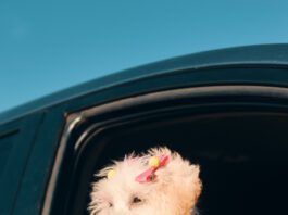 A Side View Of A Happy French Poodle Mini Puppy Dog With Hair Clips Looking Out Of A Car Window