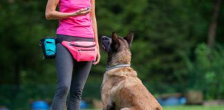 Dog trainer with a belgian malinois