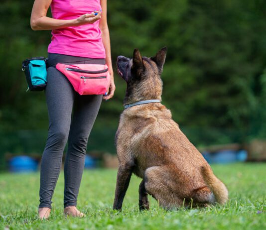 A board and train doggy boot camp offers obedience training and boarding.