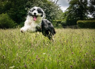 hyper dog running through the grass