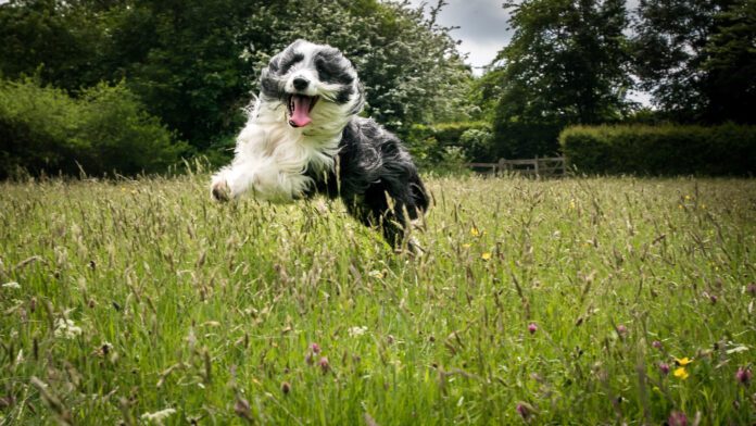 hyper dog running through the grass