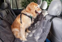 dog with motion sickness in car