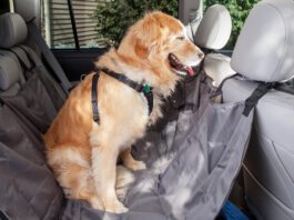 What can you give your dog for motion sickness? Dramamine is a standard for humans but dogs should take approved medication.