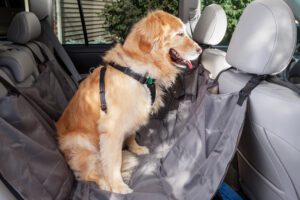 dog with motion sickness in car