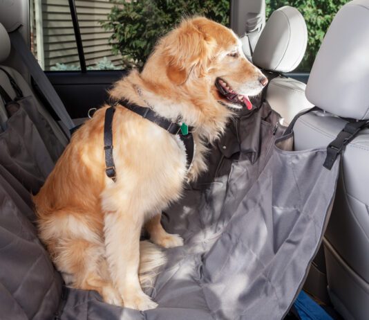 What Can I Give My Dog for Motion Sickness? What can you give your dog for motion sickness? Dramamine is a standard for humans but dogs should take approved medication.