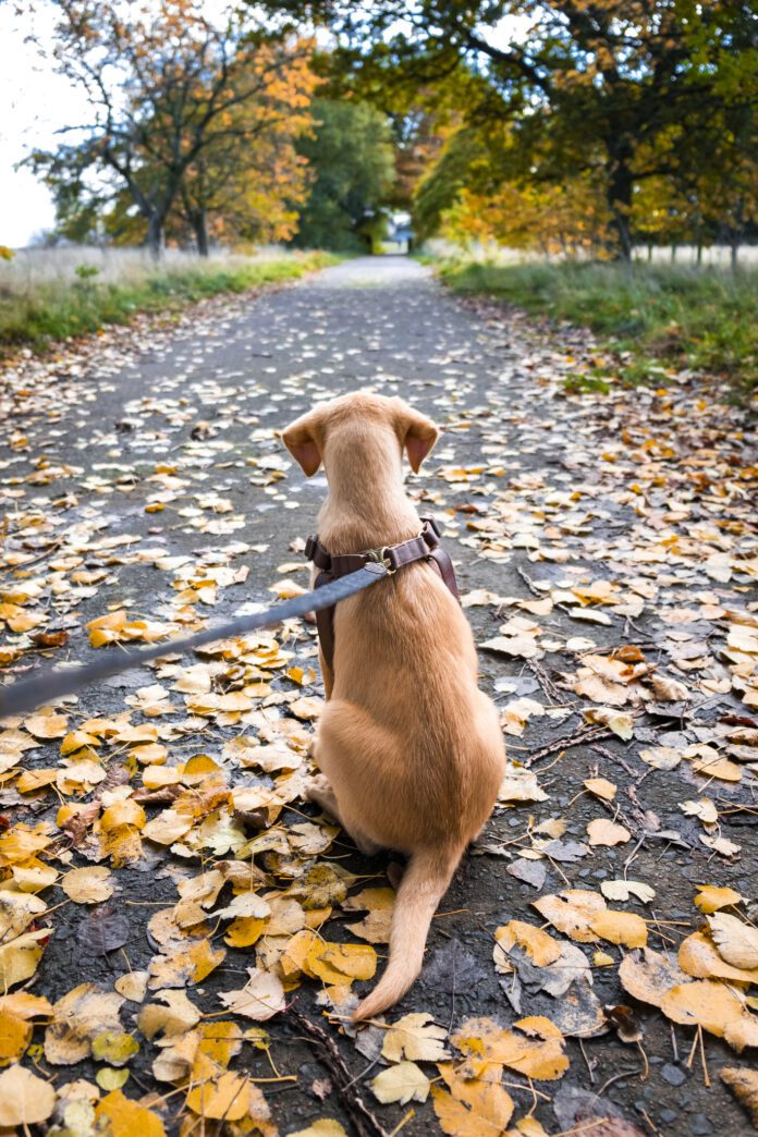 puppy watching