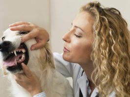 pale gums in dogs