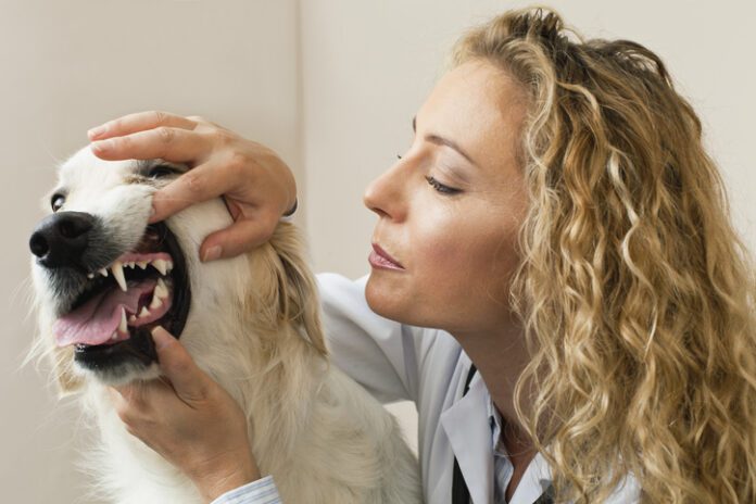 pale gums in dogs